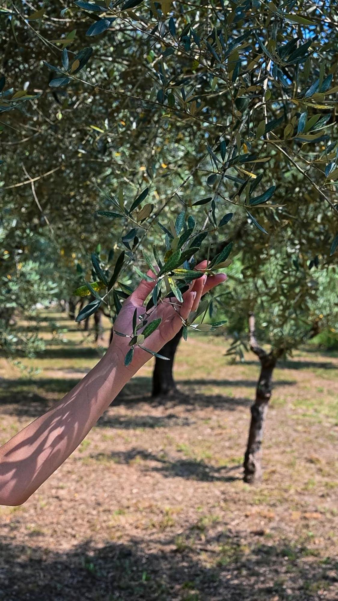 Vairano Patenora Family Farm Soc. Agr. A R.L. 빌라 외부 사진